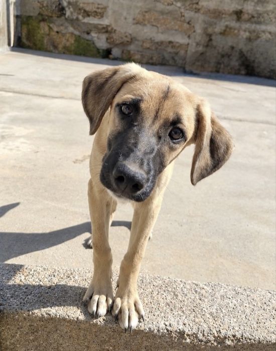 Cãozinho 4 meses para adoção responsável