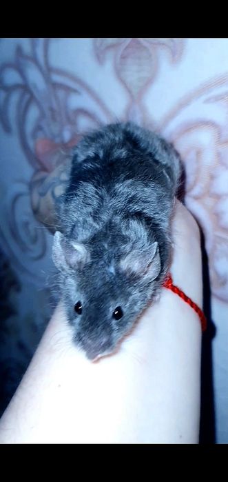 Мышка сатиновая тексель кучерявая рекс