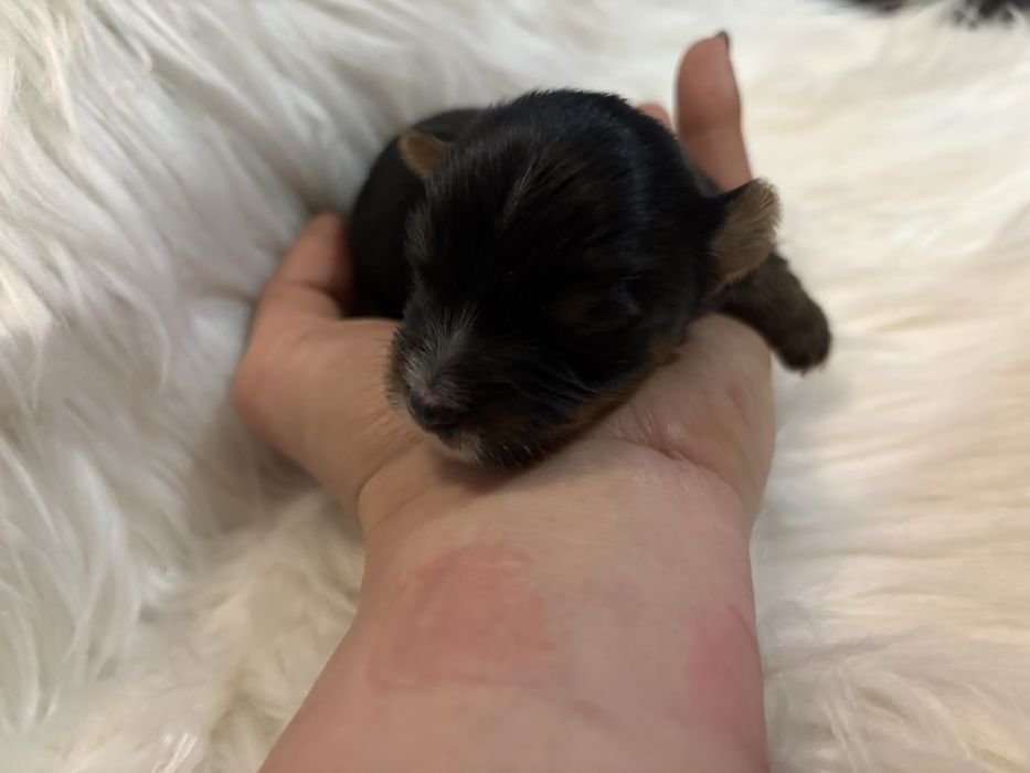 Do Rezerwacji Pixel Yorkshire Terier Biewer