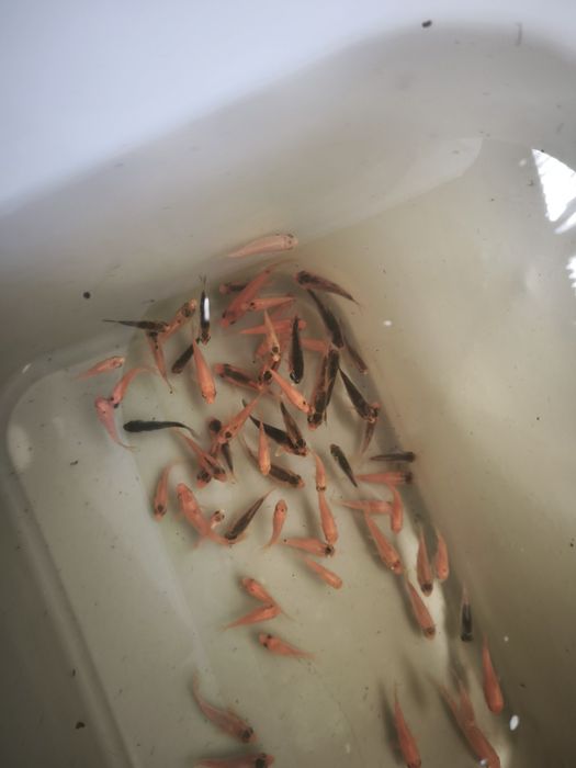 Carpa koi criação nacional