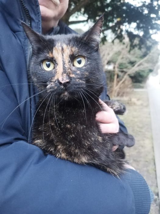 Bella, grzeczna kotka do adopcji