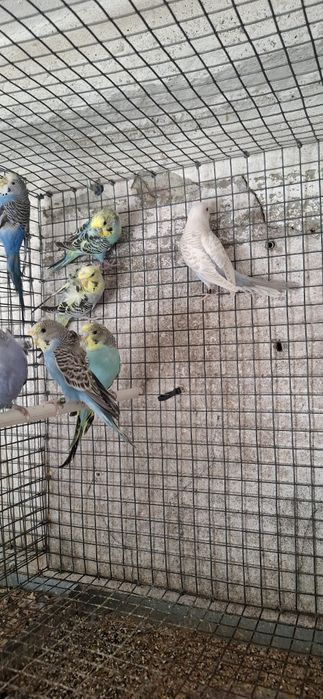 Periquitos hagoromos,frisados, fallows