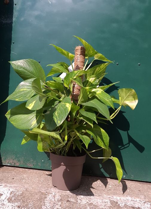 Jibóia/Pothos - Epipremnum pinnatum  80cm