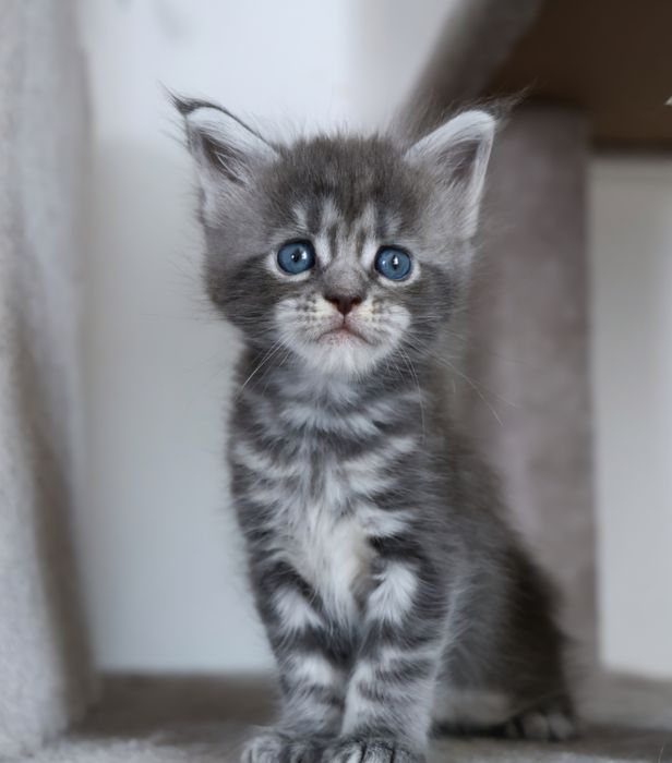 Elly – kotka Maine Coon