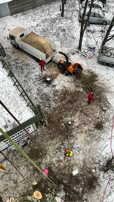 Wycinka i pielęgnacja drzew