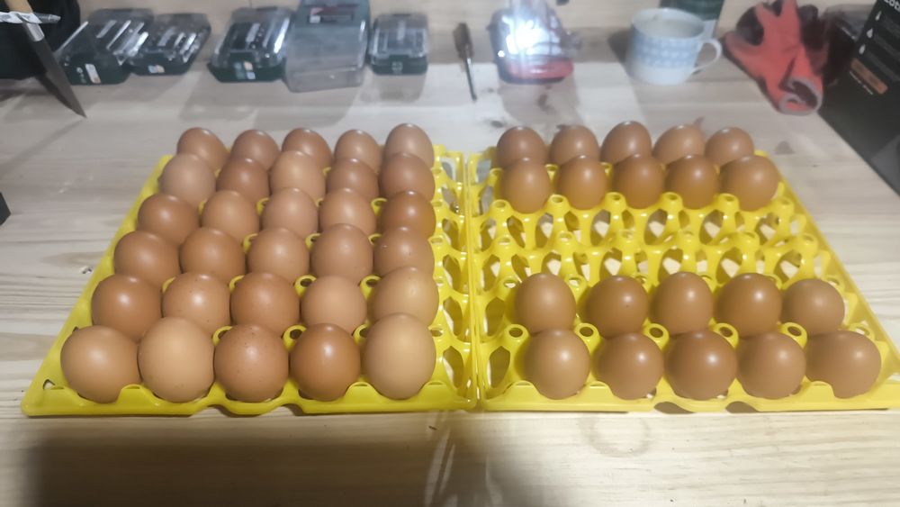Ovos caseiros de galinhas criadas ao ar livre.