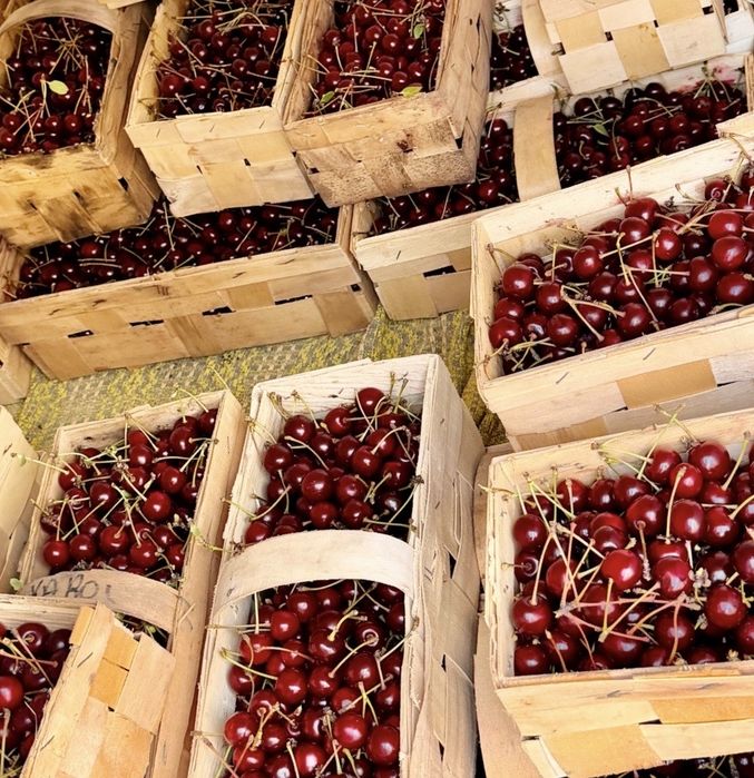 Wiśnia ekologiczna bez oprysków