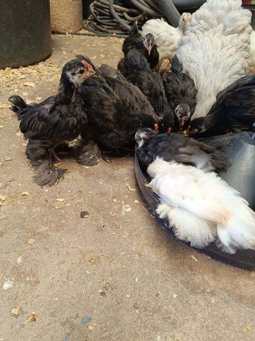 Lote pekins 3 meses