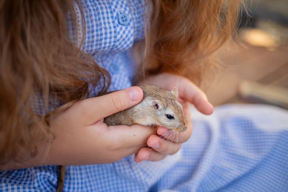 Домашние декоративные мыши, мышки