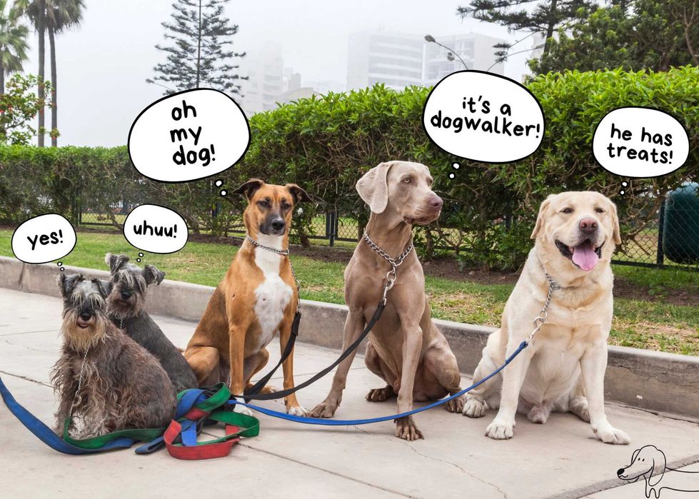 Passeios para cães em Cascais - Cascais Dog Walker