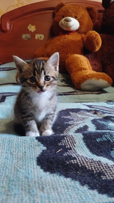 Шотландські кошенята