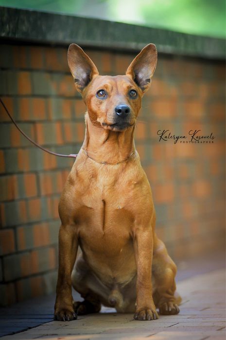 Хлопчик Цвергпінчера