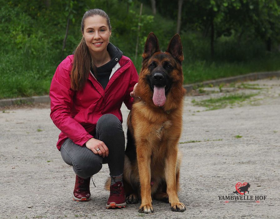 Дуже гарна, породна сука німецької вівчарки від проф розплідника.