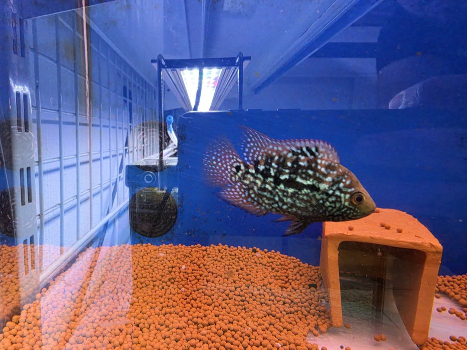 Herichthys Cyanoguttatus