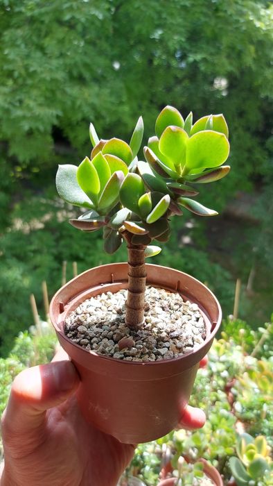 Crassula Mosaic Крассула Мозаика