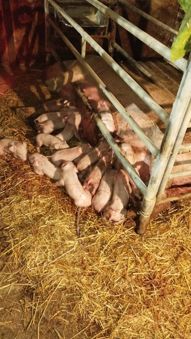 Leitões para venda