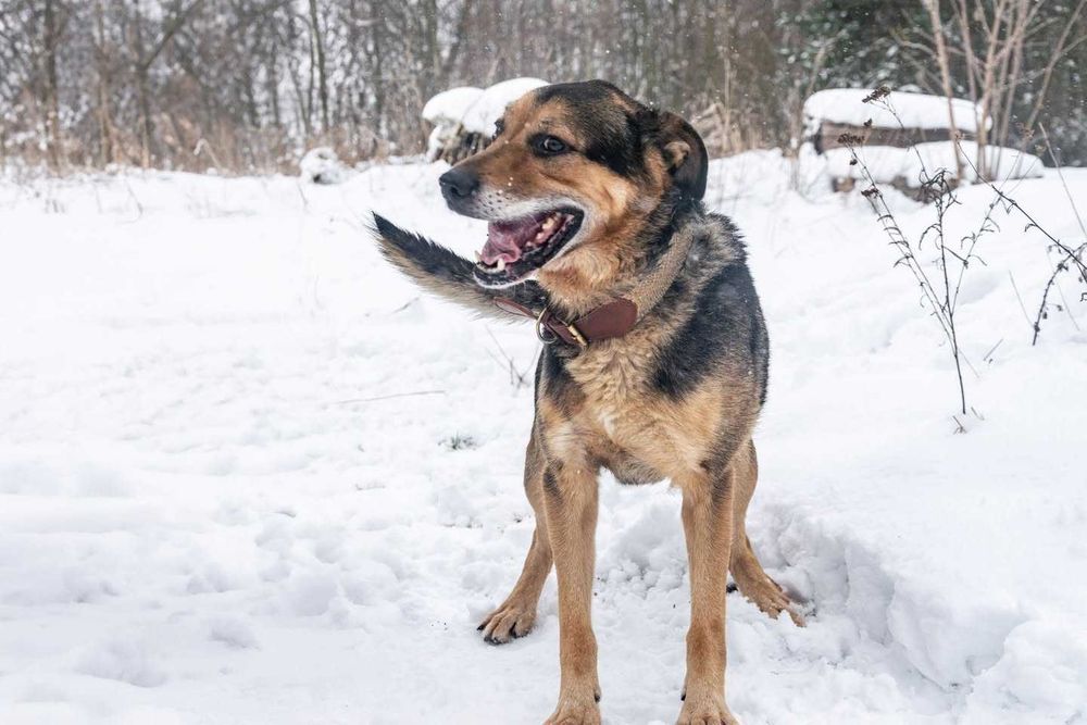 BRUTUSEK –Cudowny pies kochający człowieka | 8 lat, 27 kg | Schronisko