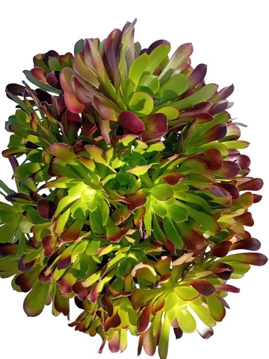 Aeonium arboreum atropurpureum roxo / verde