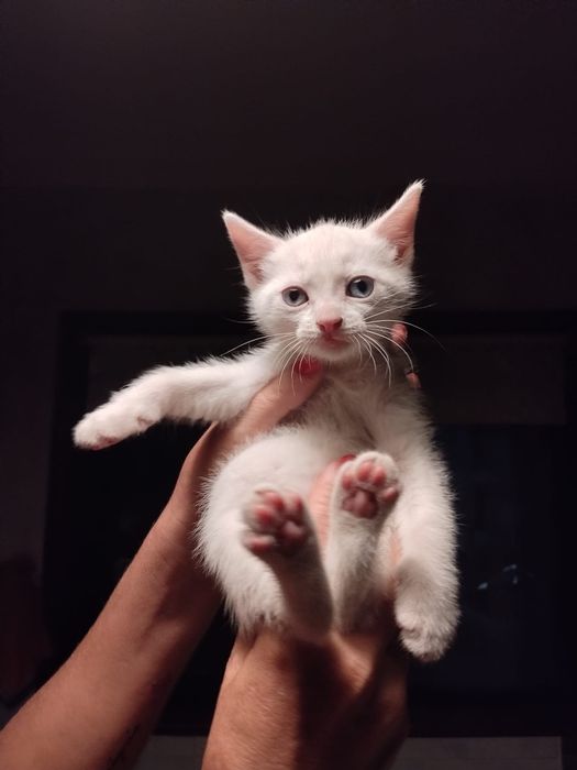 Gatinhos bebés  para adoção