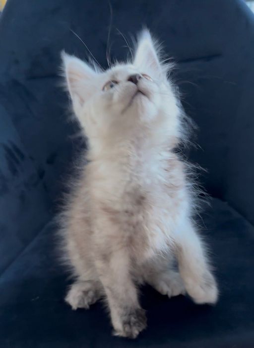 Cudowna Kotka Maine coon  srebrna rodowód FPL