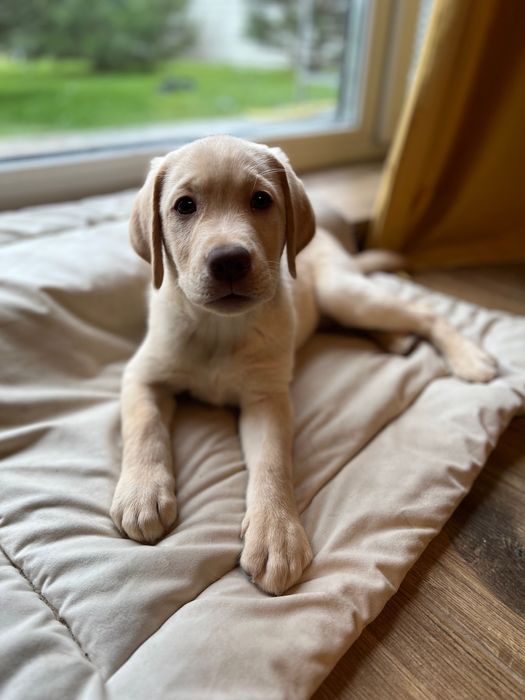 Цуценята лабрадору шукать сімʼю