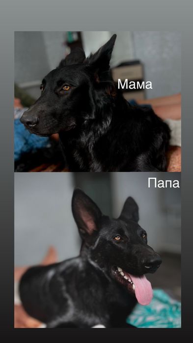 Щенки черной  европейской овчарки