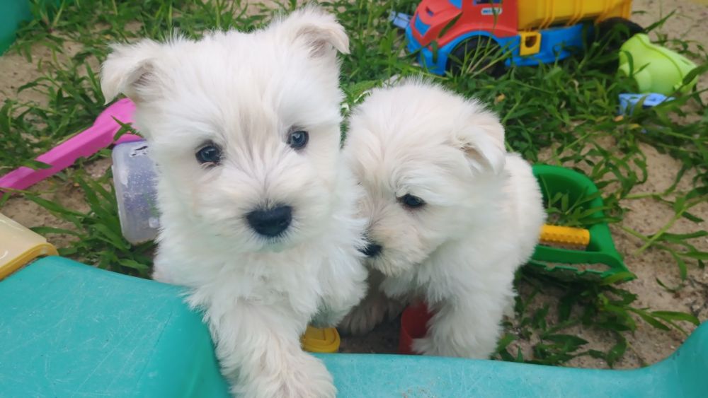 West highland white terrier