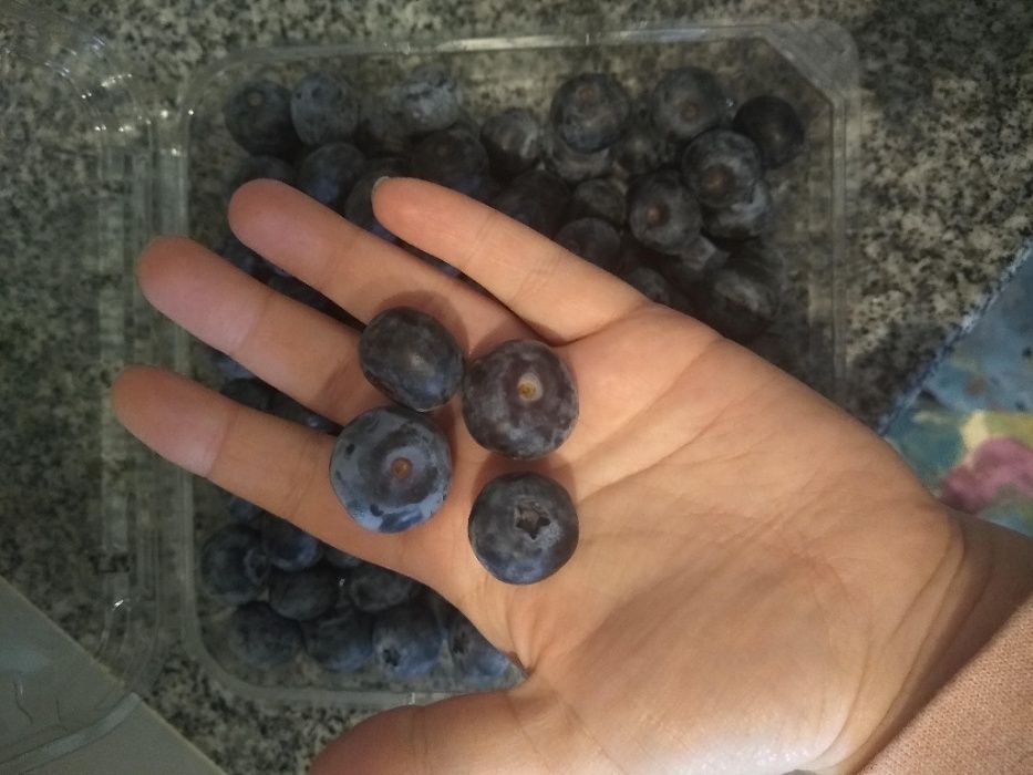 Planta MIRTILO GIGANTE ja com envio