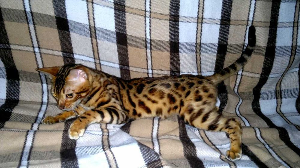 Яскрава BENn24 бенгальська F9 ALK для люблячої котів родини