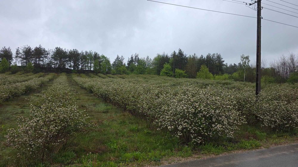 Uzbrojona działka z laskiem rolno-budowlana 5221 m² | MPZP (RMu) | Media w drodze | Wołucza, łódzkie 100zł m²