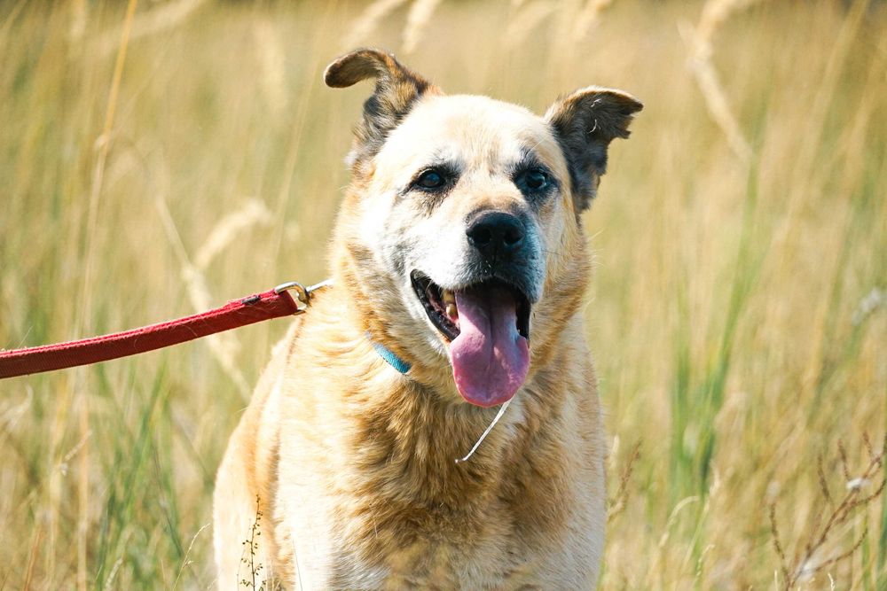 FLOP - super duży, starzy pies prosi o dom