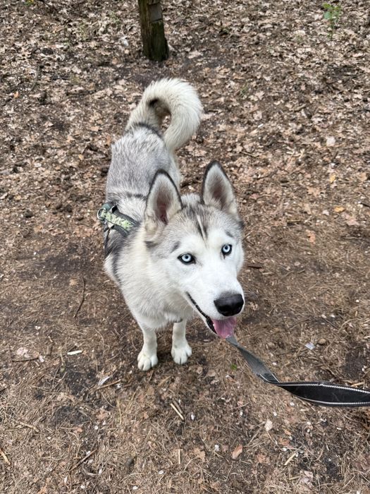 Хаскі кобель 1,5 років