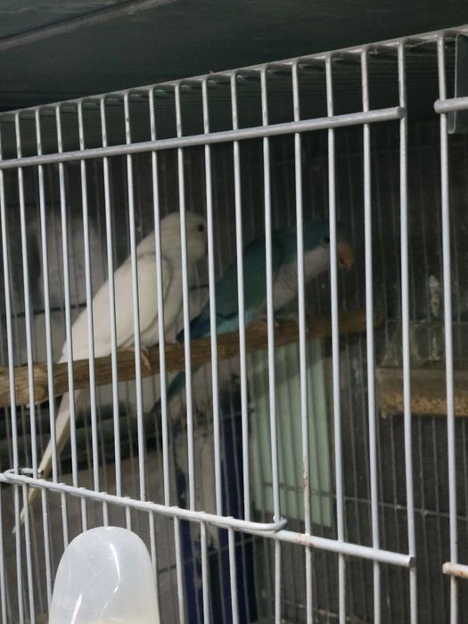 Aves para cedência