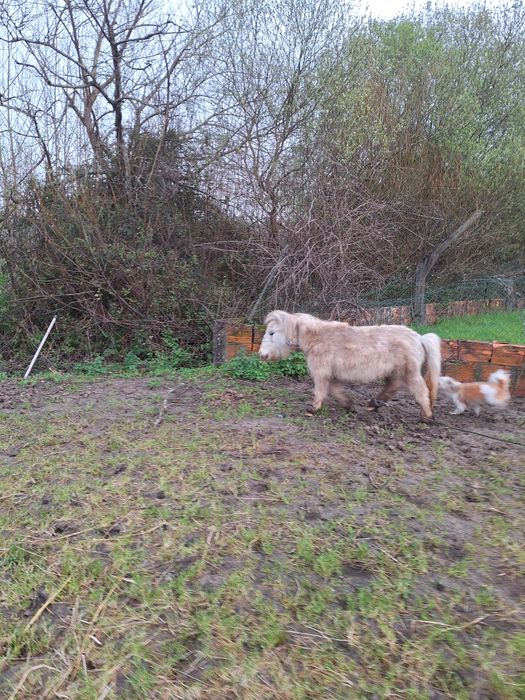 Casal de mini poneis
