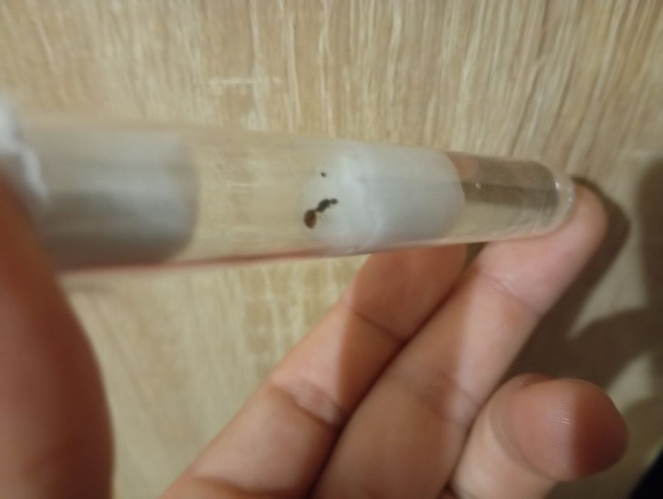 Мурахи Solenopsis fugax — колонія
