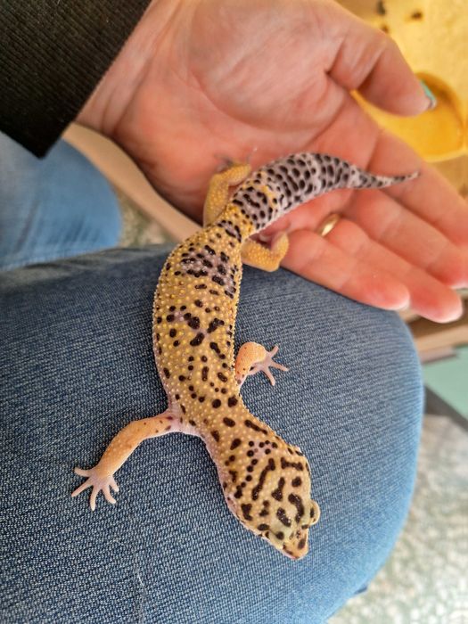 Gekony lamparcie młode