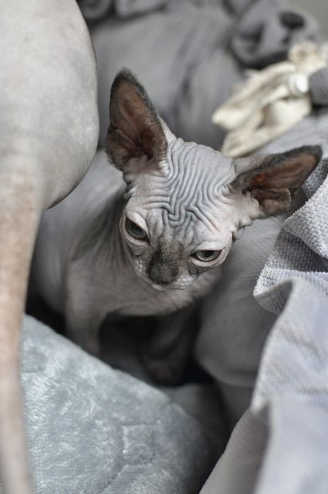 Sfinks kocurek extremalny typ