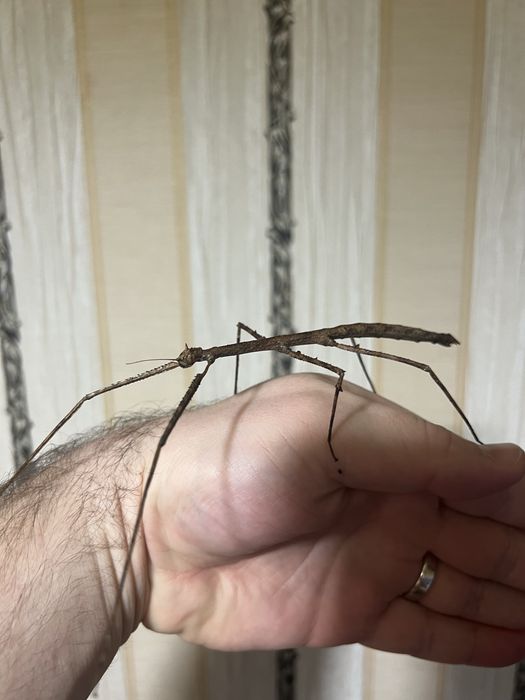 Палочники Анамські