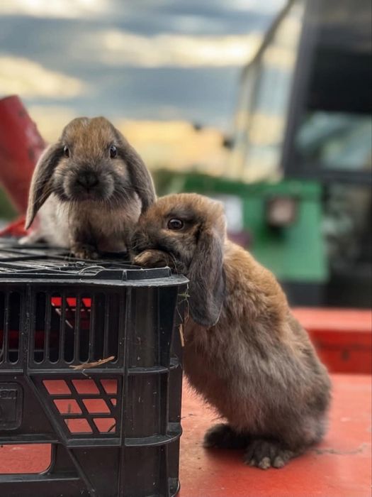 Króliczki Mini lop