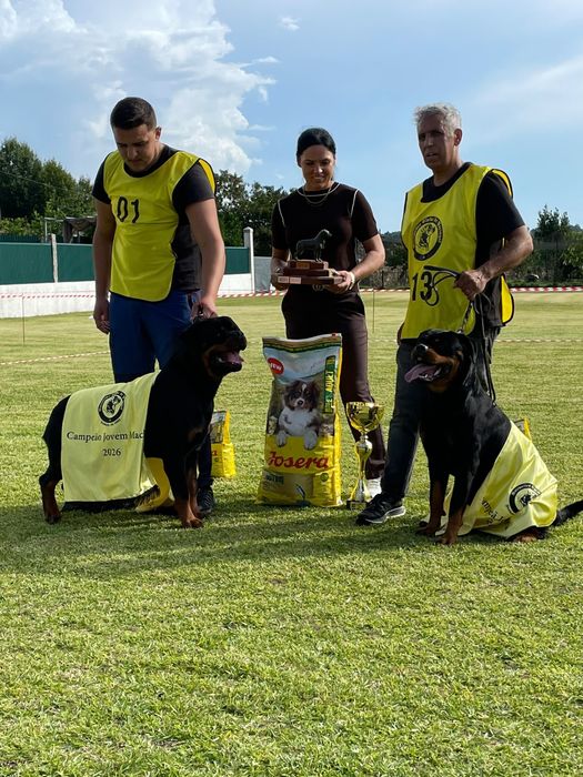 Rottweilers de Xeyver