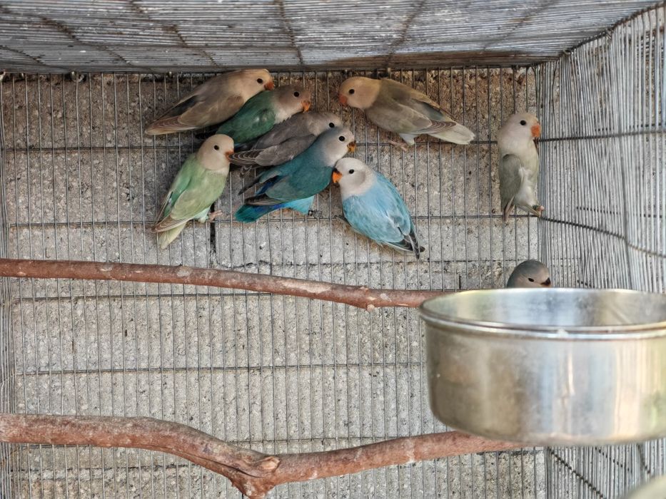 Agapornis Roseicollis