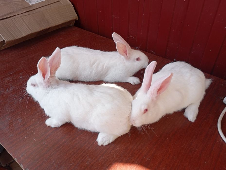 Термондська біла/ термони /кролі термонці/ термонська біла