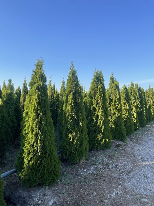 Tuja Brabant 270cm ‼️PRODUCENT‼️ Duże Thuje Brabant i Szmaragd