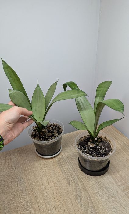 Сансиверія муншайн