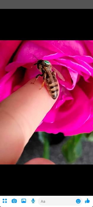 Matki pszczele wysyłka