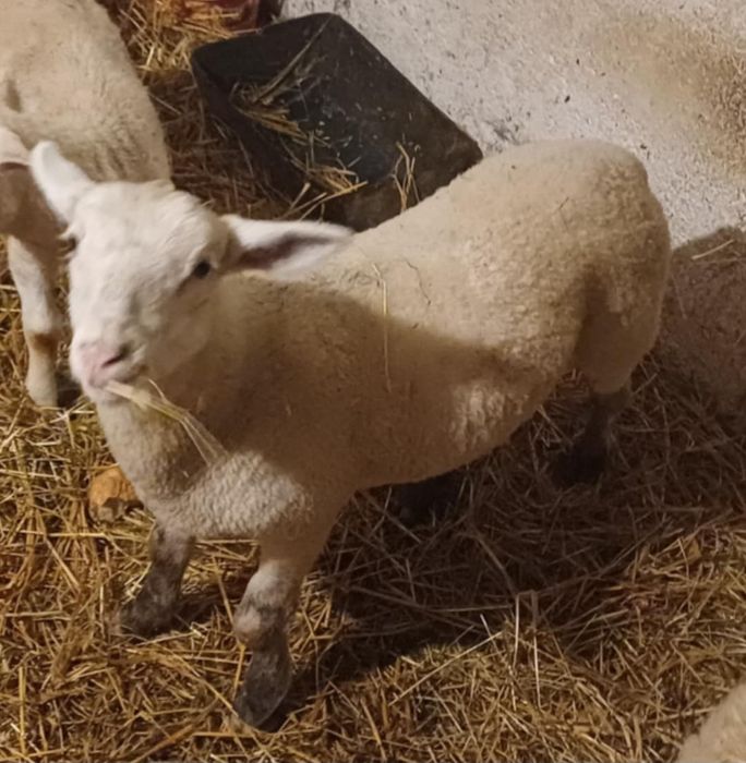 Baran nolan 3 miesięczny