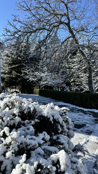 Оренда будинку в лісі із бассейном, чаном і сауною. Без чусідів