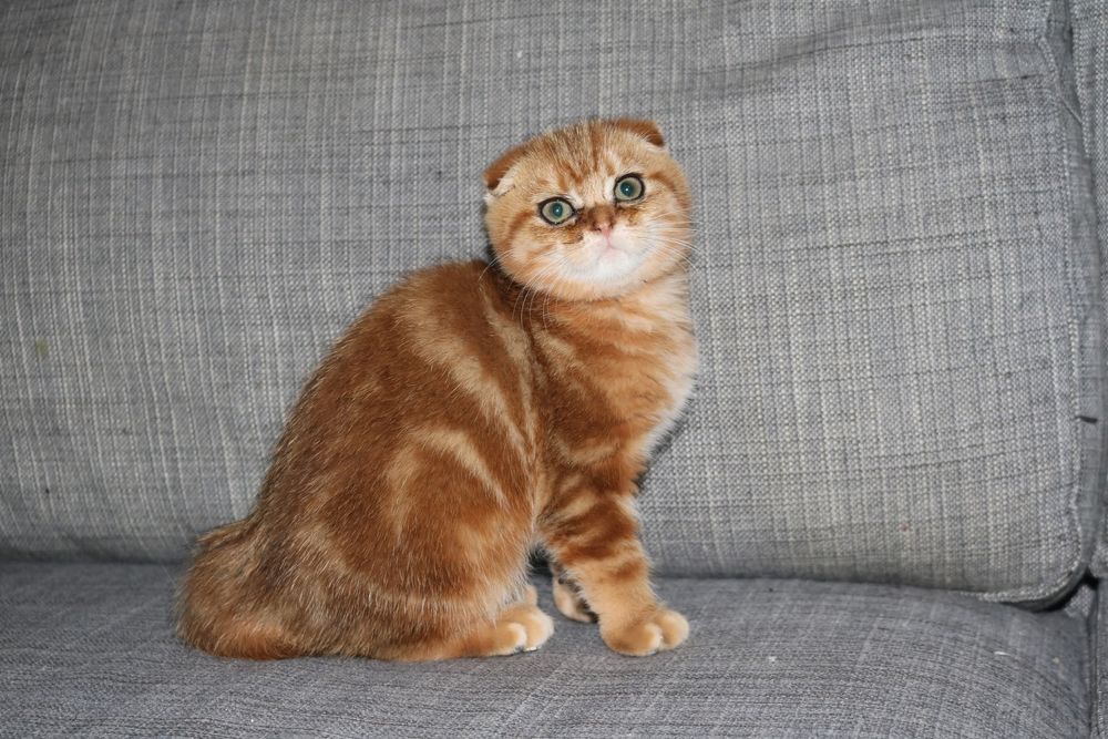 Gatinha femea  scottish fold golden