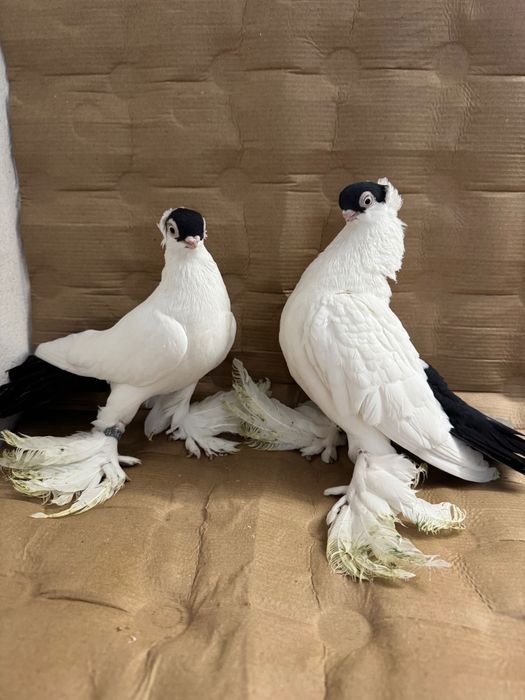 Krynki białostockie (para rozpłodowa)