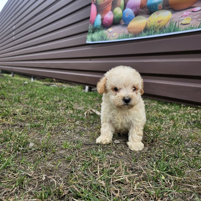 Хлопчикі і дівчятка мальтипу готові до переїзду